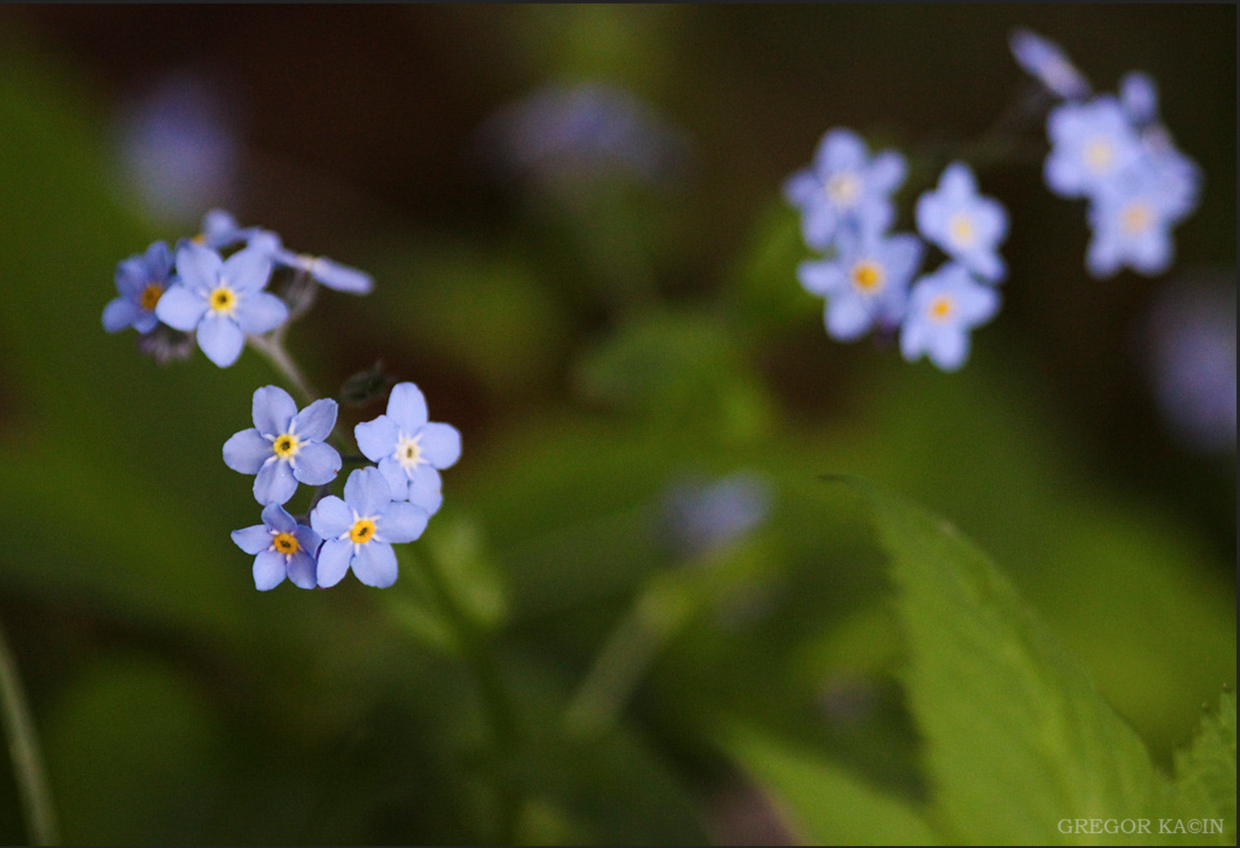 Forget me not